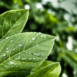 Elfa Suryani profile icon