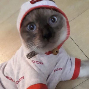 Hoshi Moshi profile icon