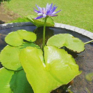 Ulfa Lailatul Rofiah profile icon