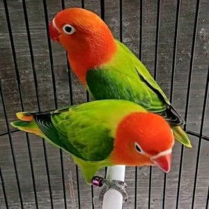 Reynand Zaflan Alfarezel profile icon