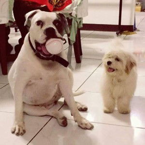 viola eleona profile icon