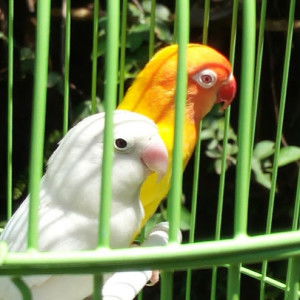 ninos batara profile icon