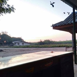 New AnnAnn profile icon