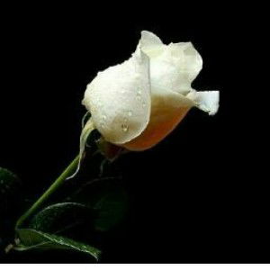 mega aiyu pradista profile icon