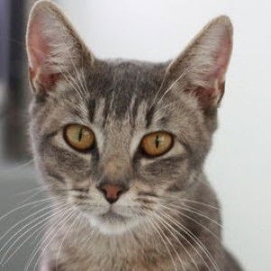 Shinta Devi profile icon