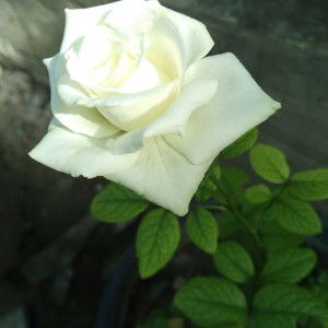 Anie Kimiz profile icon