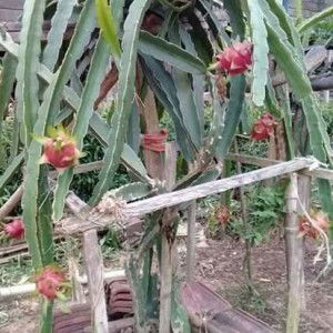 Wiwin Try profile icon