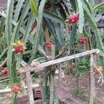 Wiwin Try profile icon