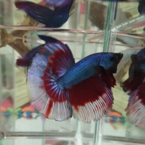 วรัญญา วงษ์นาค profile icon