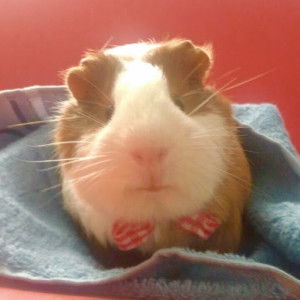 denvi sara profile icon