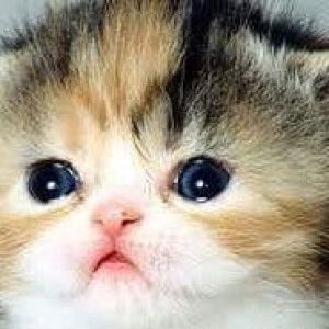 Siriphat Laimonthin profile icon