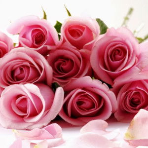 sal bie profile icon