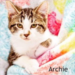 Nyl Asor profile icon