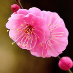 อดิศร วชิรขจรวงษ์ profile icon