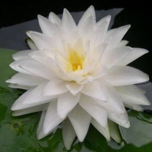 Ple Ple profile icon