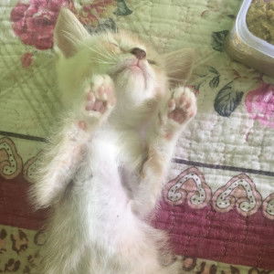 Shaf Hsn profile icon