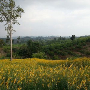 Likit Kosananchai profile icon