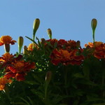 ตัวร้าย สายเสมอ profile icon