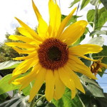 Rebecca Jean Chan Talandron profile icon