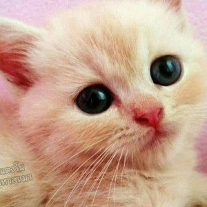 Noo May Sirinipa profile icon