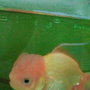 Susi Susanti profile icon