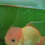 Susi Susanti profile icon