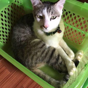 HaMeaw Changtong profile icon