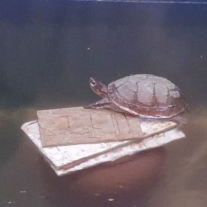 Popcorn profile icon