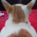 Muiizz Wahwah profile icon