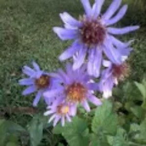 Siti Kurniati profile icon