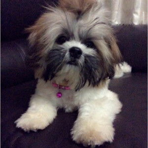 madsaya saetang profile icon