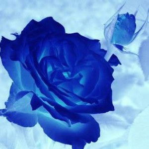 Noviana Susilaningrum profile icon