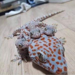 Sirapuw Gunsavang profile icon