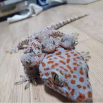 Sirapuw Gunsavang profile icon