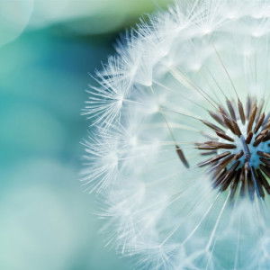 Kurnia Amelia profile icon