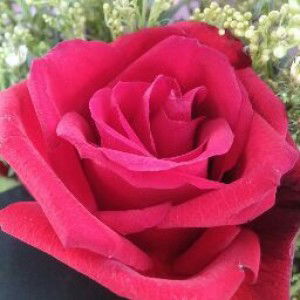 Mrs Liverpool profile icon