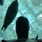 Jason Tse profile icon