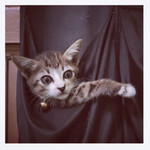 FA’s Mommy profile icon