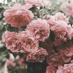 Esa Mistriani profile icon