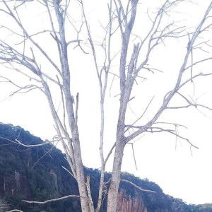 Verawaty An-Nadhira Abdurrahmaan profile icon