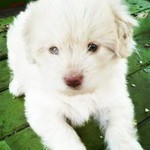 Iema Sulastri profile icon