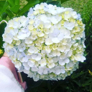 Nurul Hidayah Puspita Sari profile icon