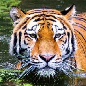 ferdy bintang profile icon