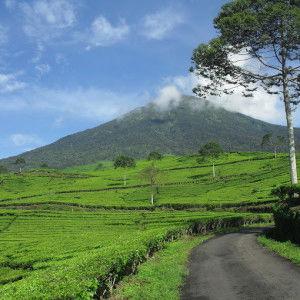 amrina rizta profile icon