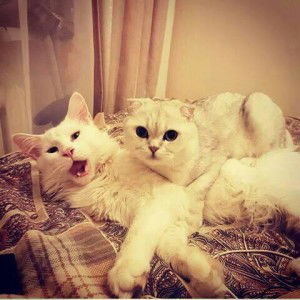 Belvitt Belvitt profile icon