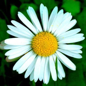 Indah Pertiwi profile icon