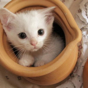 Frella Marinda profile icon