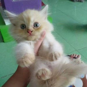 Ani Afater profile icon