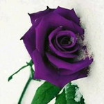 Anis Rokha profile icon