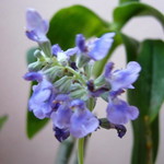 Fon Arunothai Juemanee profile icon